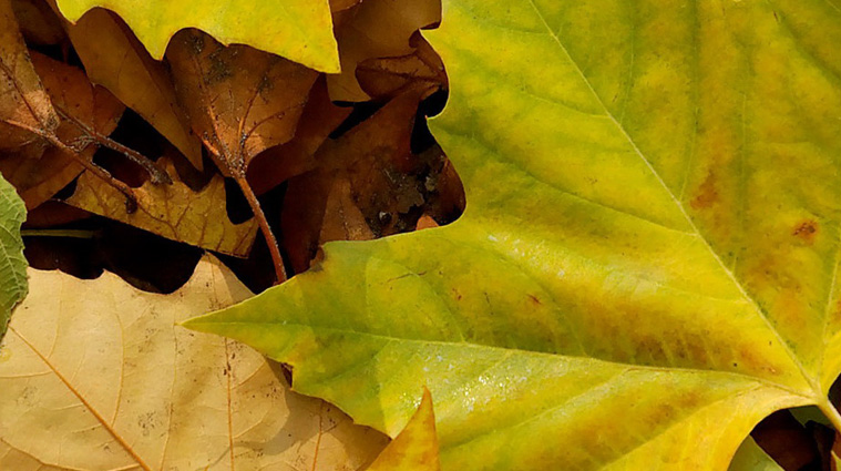 feuilles philisophie ccbois charpente